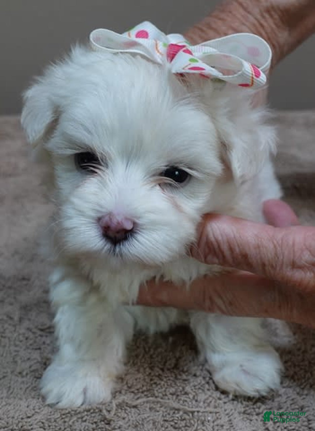 Maltese dogs for sale: Empress - Image 17