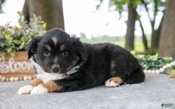Miniature Australian Shepherd dogs for sale: Diana - Image 2