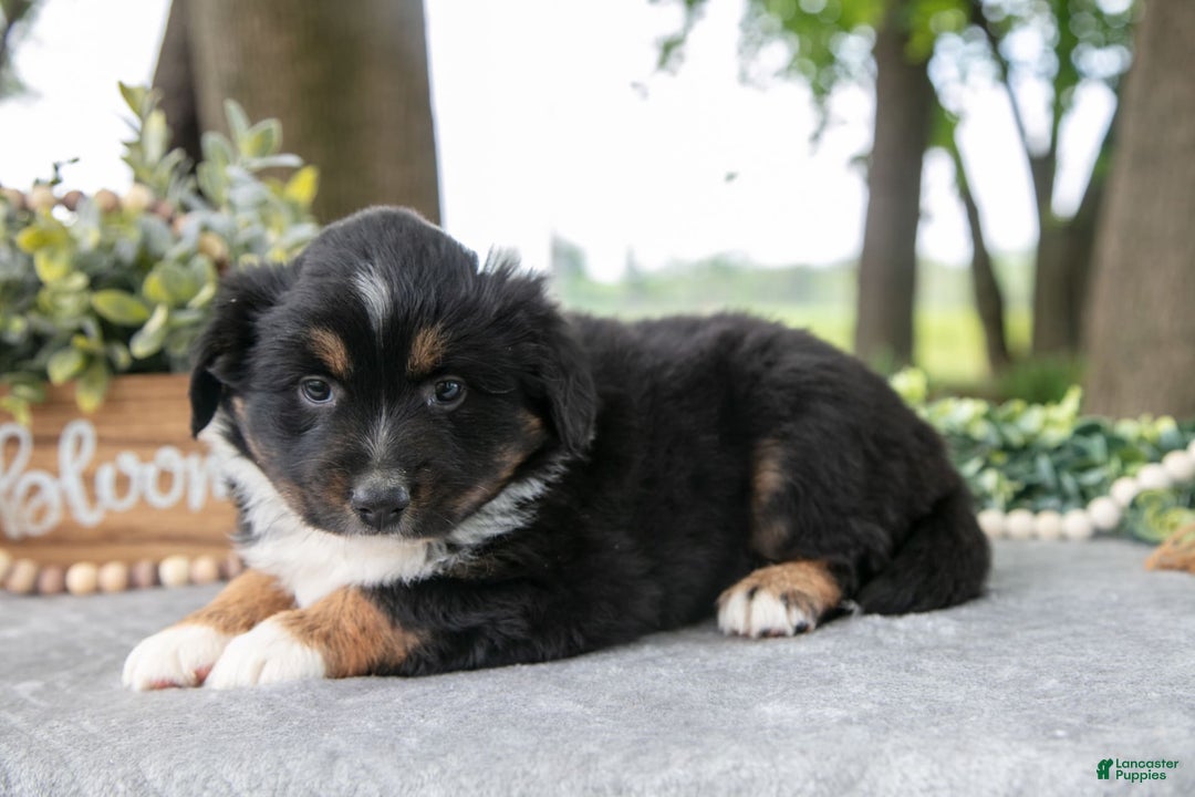 Miniature Australian Shepherd dogs for sale: Diana - Image 2