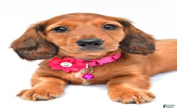 Miniature Dachshund dogs for sale: Ivory - Image 6