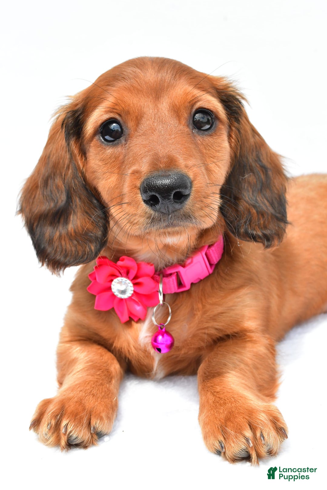 Miniature Dachshund dogs for sale: Ivory - Image 6