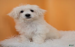 Maltipoo dogs for sale: Felicity - Image 10