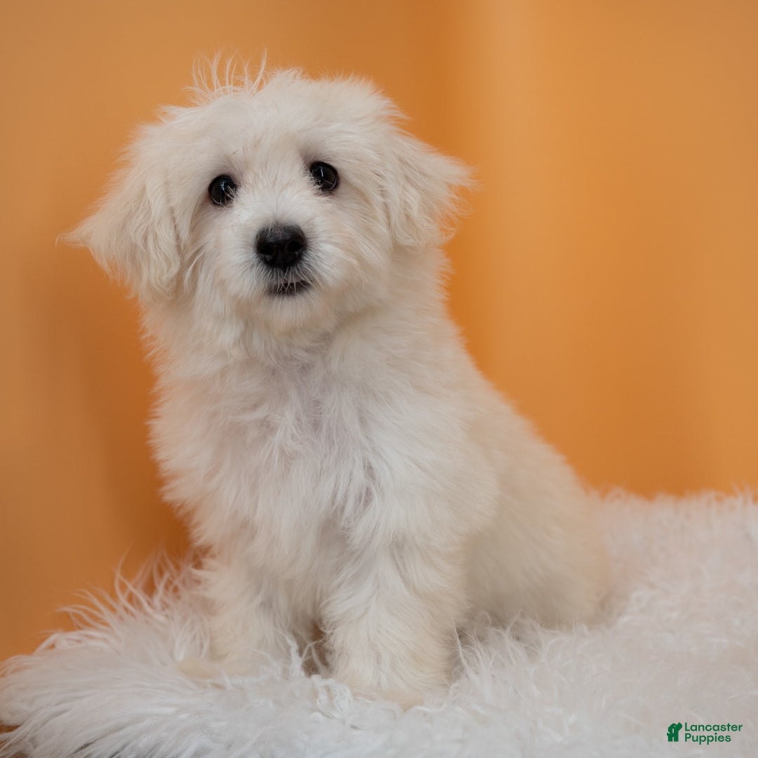 Maltipoo dogs for sale: Felicity - Image 10