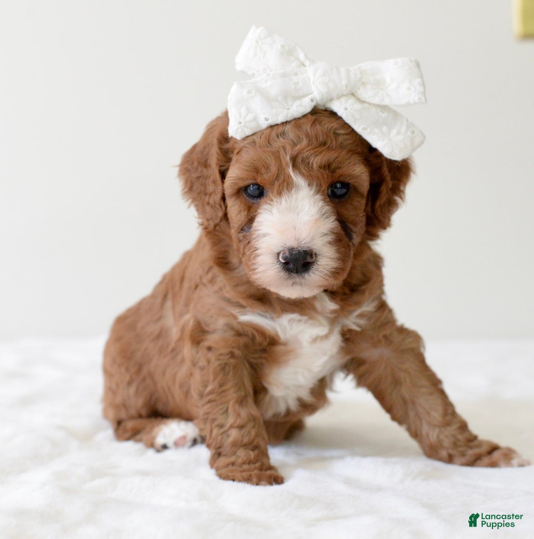 Mini Goldendoodle dogs for sale: Dolly - Image 8