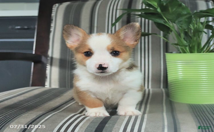 Welsh Corgi Pembroke dogs for sale - Ad 5