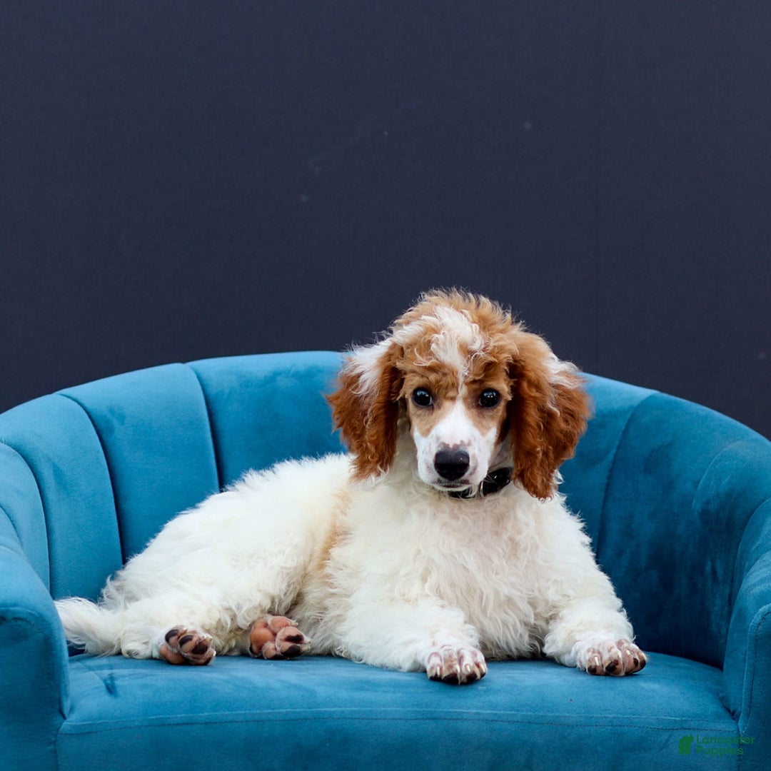 Standard Poodle dogs for sale: Reagan - Image 2