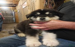 Alaskan Malamute dogs for sale: Puppy 1 - Image 4