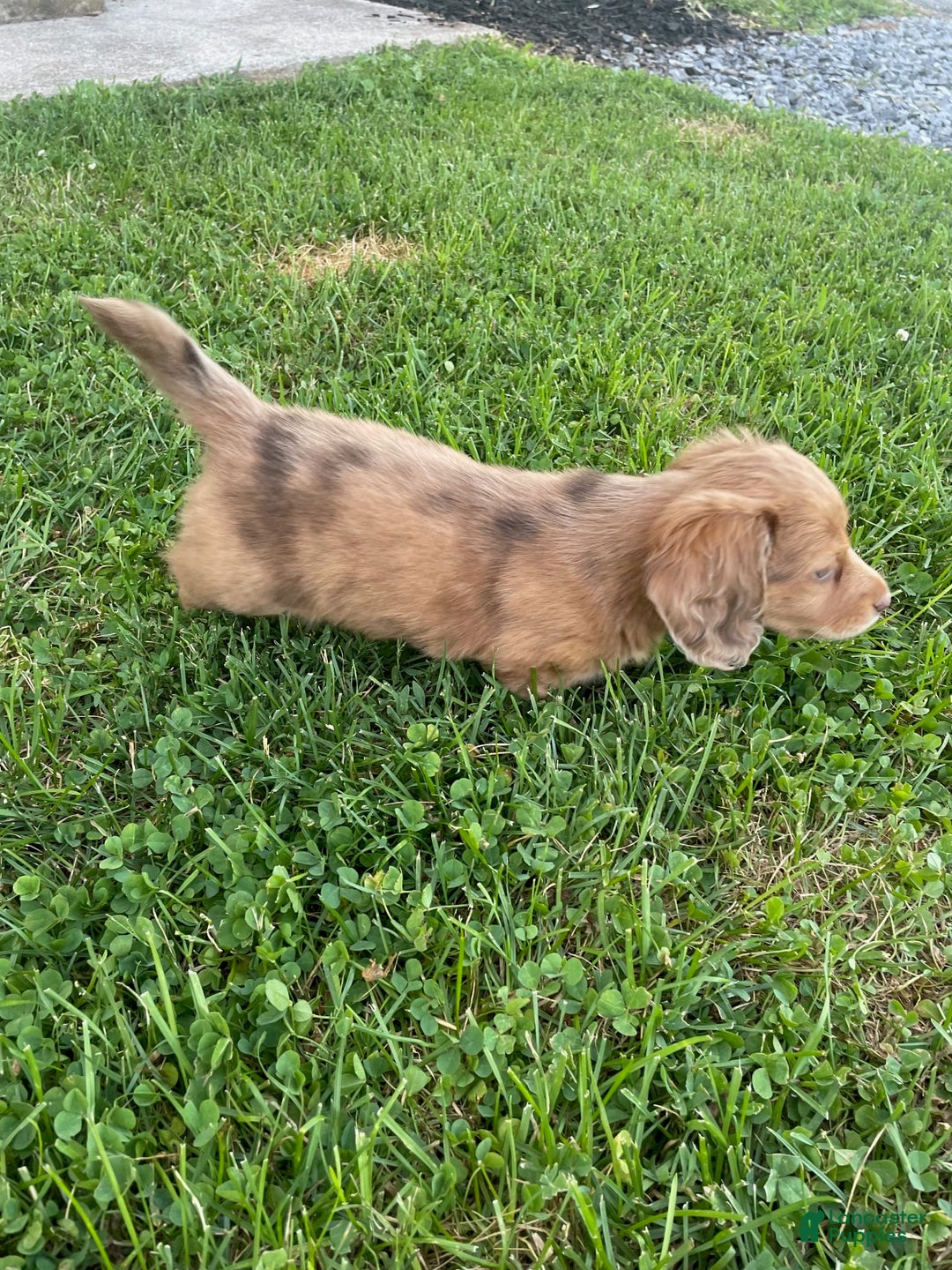 Miniature Dachshund dogs for sale: Fluff - Image 1