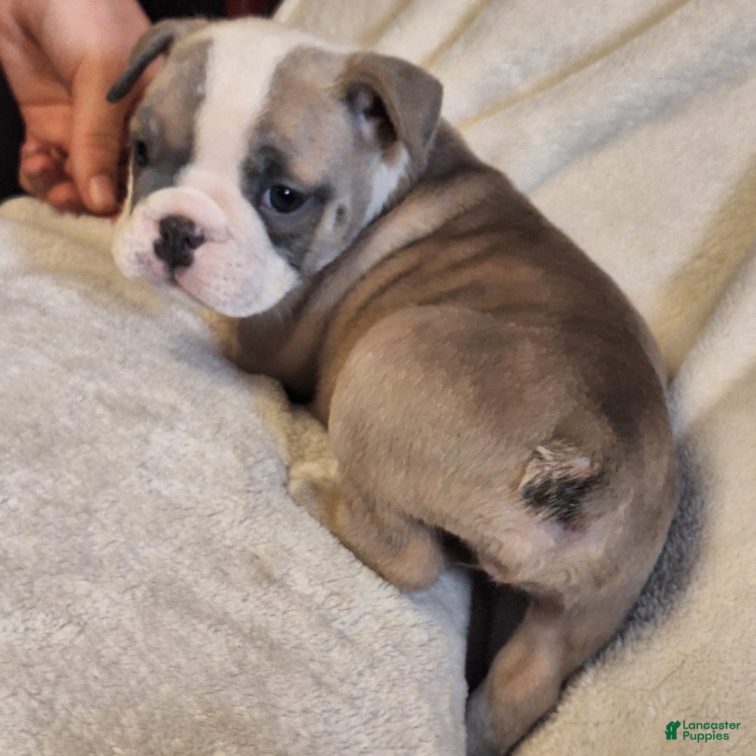 Olde English Bulldogge dogs for sale: Prissy - Image 4
