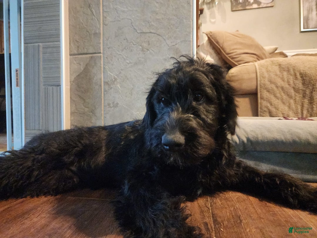 Labradoodle dogs for sale: Ruby - Image 23