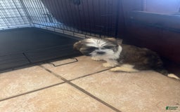 Shih Tzu dogs for sale: Emunah - Image 1