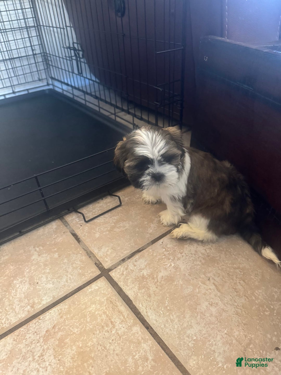 Shih Tzu dogs for sale: Emunah - Image 1