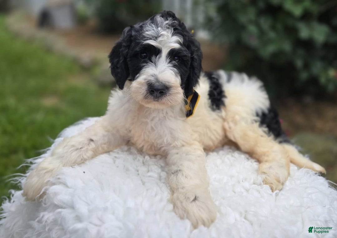 Bernedoodle dogs for sale: Ganze - Image 4