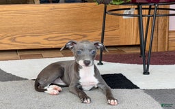 Italian Greyhound dogs for sale: Kk - Image 11