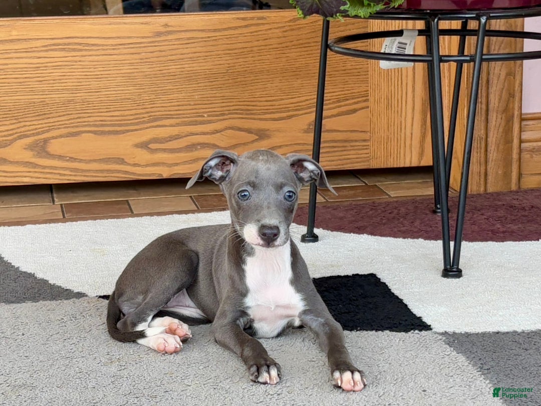 Italian Greyhound dogs for sale: Kk - Image 11