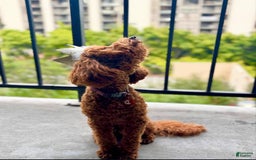 Toy Poodle dogs for sale: Duke - Image 5