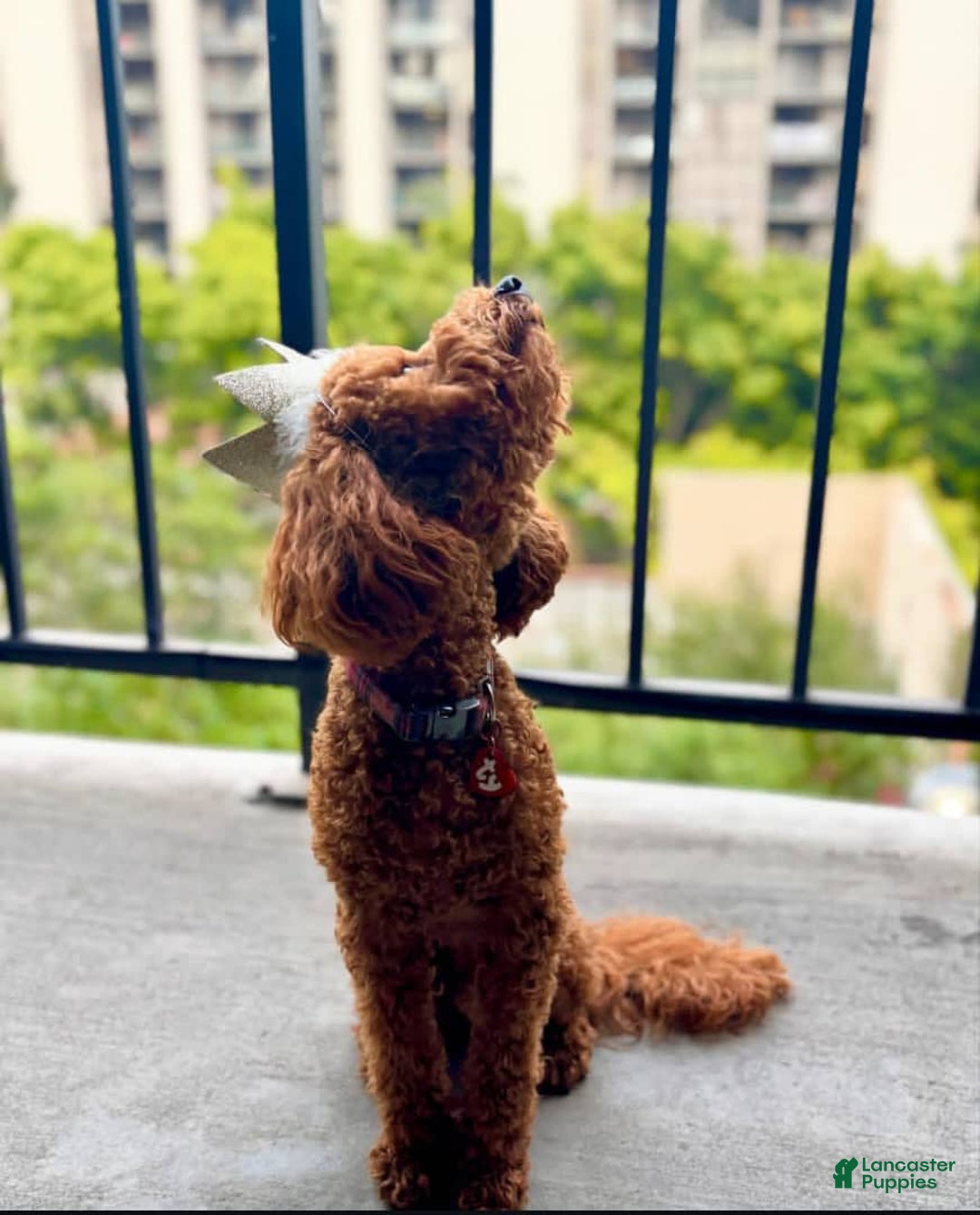 Toy Poodle dogs for sale: Duke - Image 5