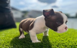 American Bully dogs for sale: Bones - Image 2