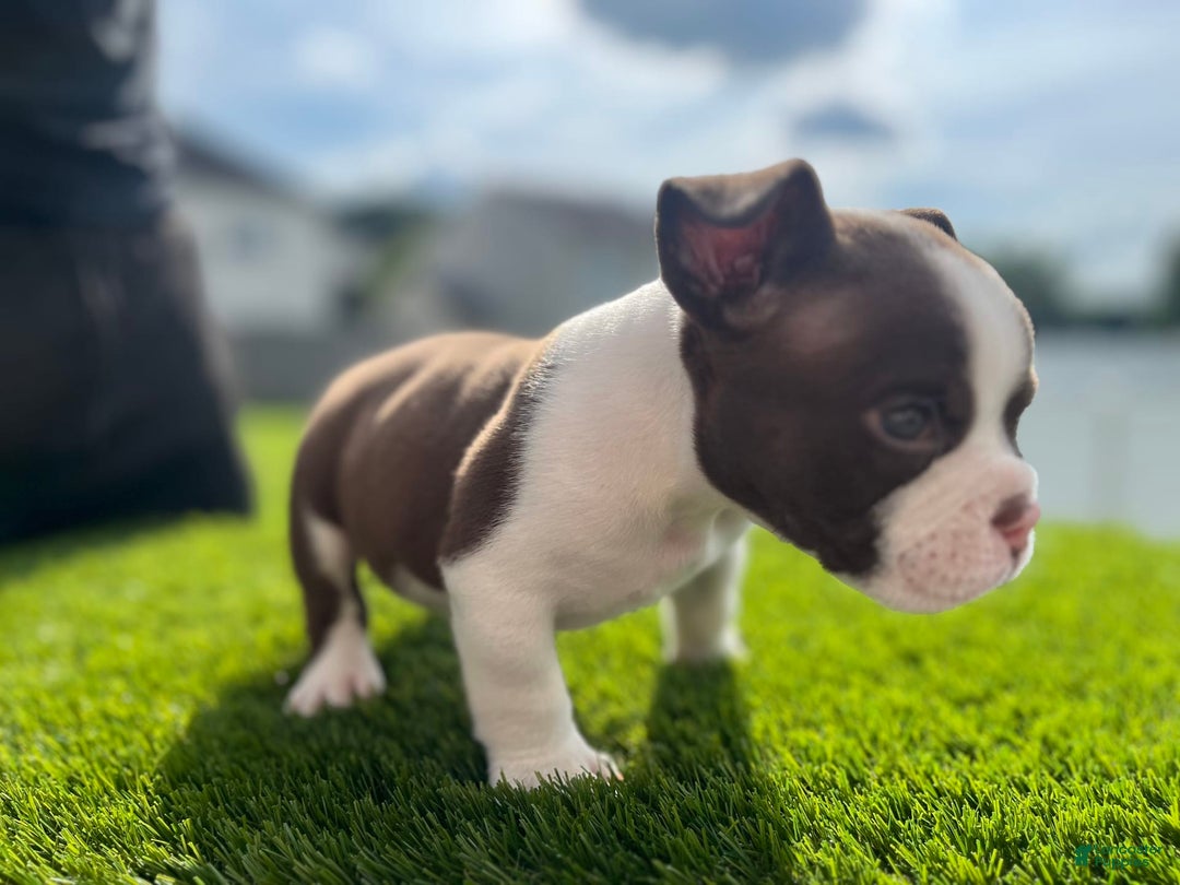 American Bully dogs for sale: Bones - Image 2