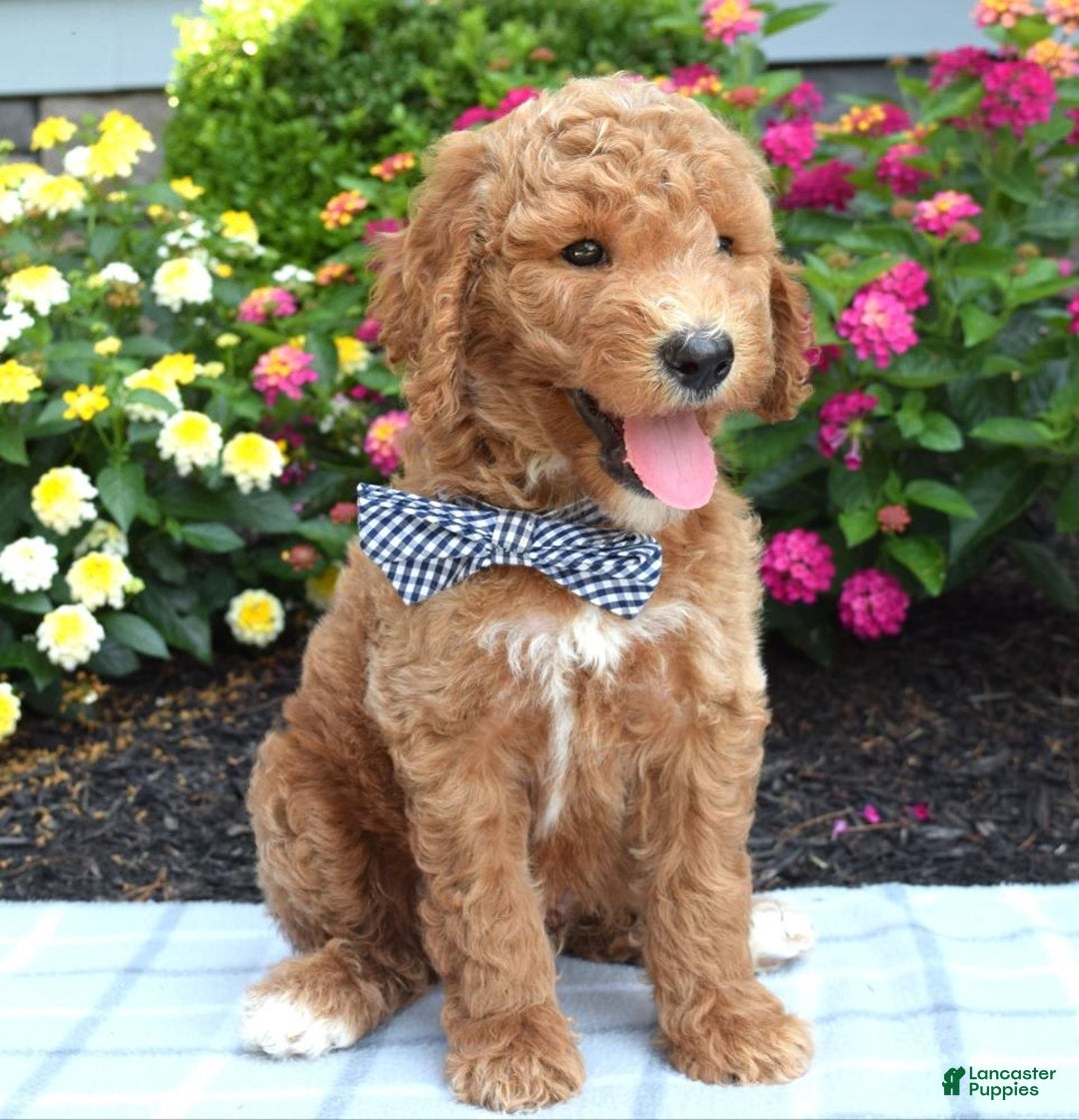 Standard Poodle dogs for sale: Dustan - Image 1