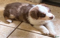  dogs for sale: Pebbles - Image 3