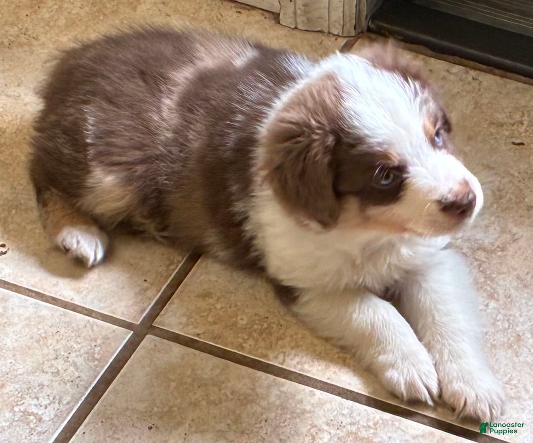  dogs for sale: Pebbles - Image 3