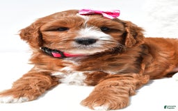 Mini Goldendoodle dogs for sale: Rosie - Image 3