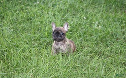 French Bulldog dogs for sale: Roland - Image 15