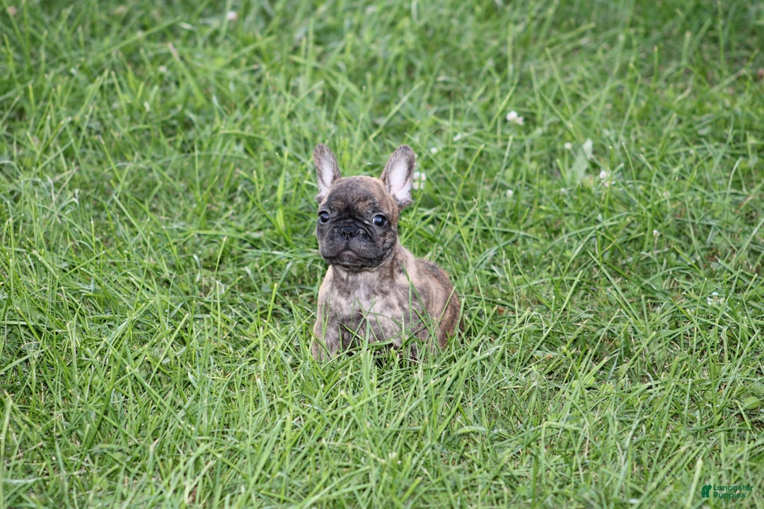 French Bulldog dogs for sale: Roland - Image 15