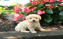 Bichpoo dogs for sale: Alyssa - Image 4