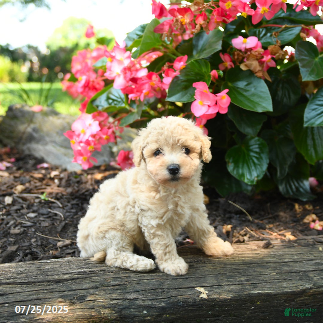 Bichpoo dogs for sale: Alyssa - Image 4