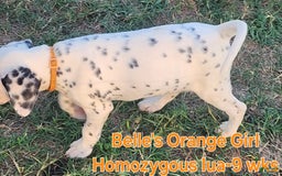 Dalmatian dogs for sale: Belles Orange Lua Girl - Image 2
