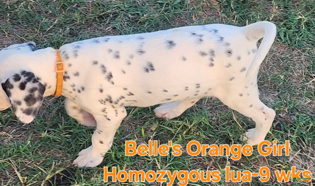 Dalmatian dogs for sale: Belles Orange Lua Girl - Image 2