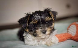 Yorkshire Terrier dogs for sale: Berry - Image 6