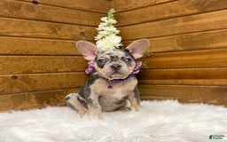 French Bulldog dogs for sale: Nila - Image 4