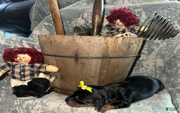 Dachshund dogs for sale: Wren - Image 2