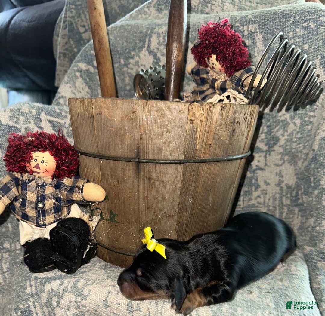 Dachshund dogs for sale: Wren - Image 2