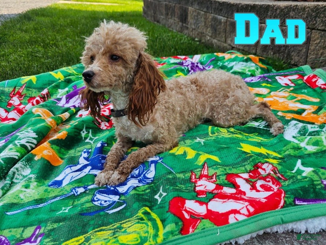 Toy Poodle dogs for sale: Taffey - Image 6