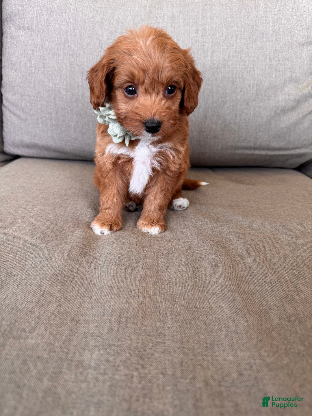 Mini Goldendoodle dogs for sale: Zara - Image 6