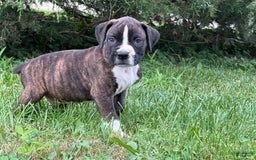 Boxer dogs for sale: Stitch - Image 3