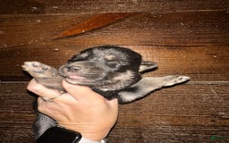 Gerberian Shepsky dogs for sale: Atticus - Image 1