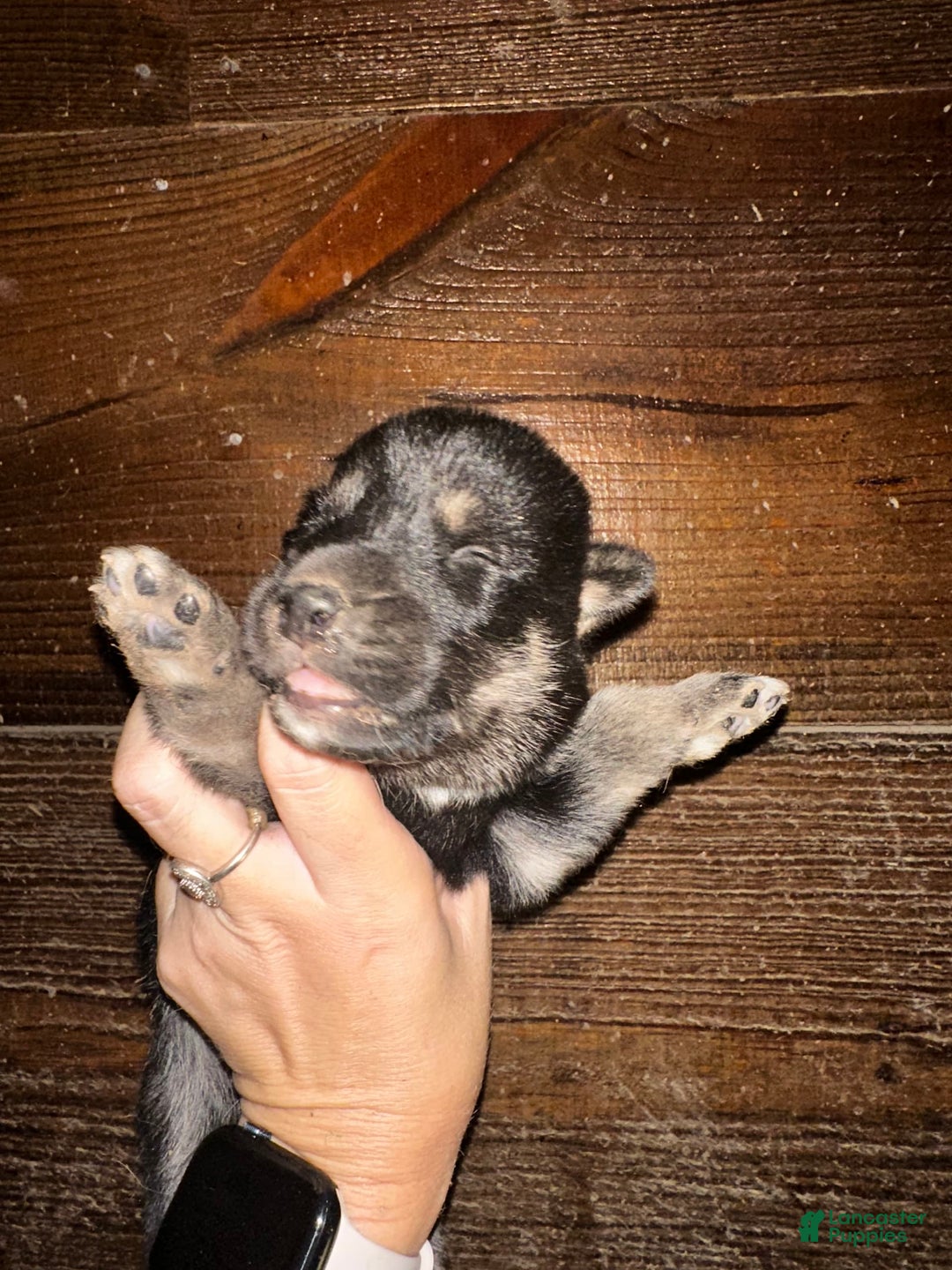 Gerberian Shepsky dogs for sale: Atticus - Image 1