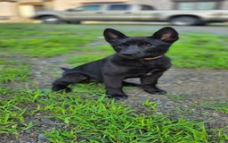Dutch Shepherd dogs for sale: Puppy - Image 3
