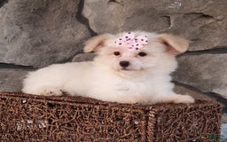 Havanese dogs for sale: Daisy - Image 9