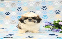 Shih Tzu dogs for sale: Paddington - Image 6