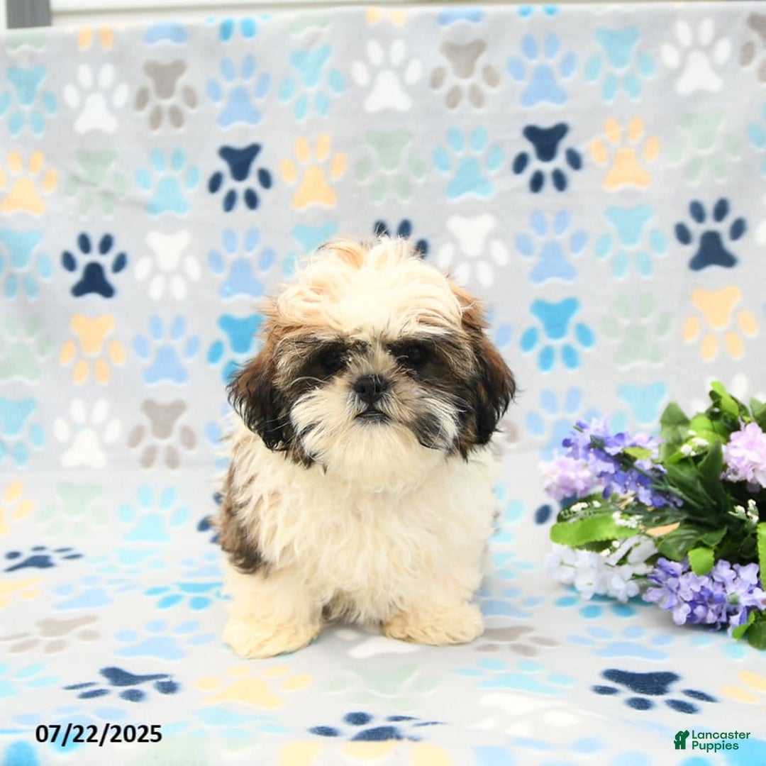 Shih Tzu dogs for sale: Paddington - Image 6