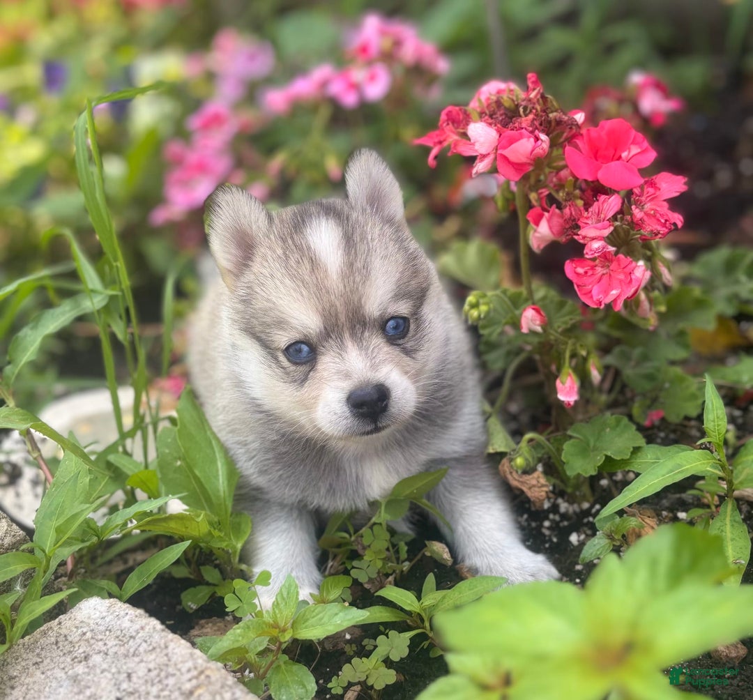 Pomsky dogs for sale: Duke - Image 15