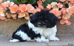 Havanese dogs for sale: Sage - Image 3