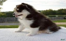 Pomsky dogs for sale: Lexi - Image 3