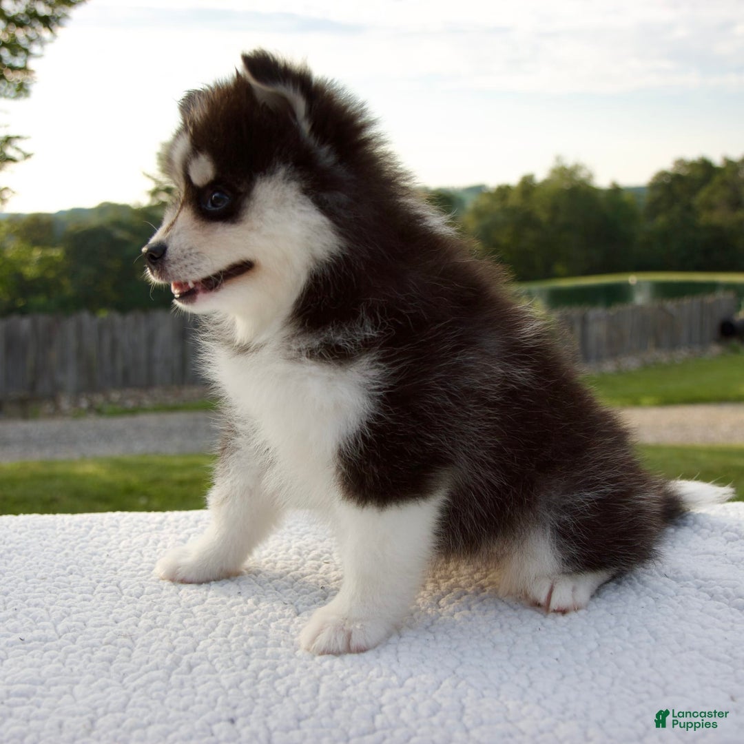 Pomsky dogs for sale: Lexi - Image 3